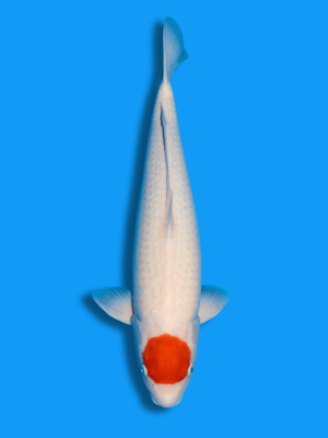 Tancho Kohaku Weibchen | Koi&Co.